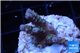Acropora pink purple Indonesia 2-3 cm WYSIWYG acclimaté