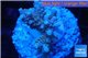 Acropora purple blue Indonesia 2-4 cm WYSIWYG acclimaté