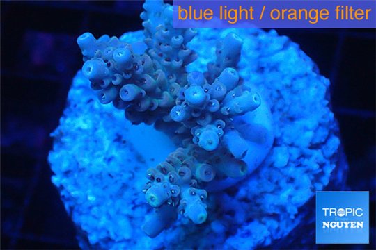 Acropora purple blue Indonesia 2-4 cm WYSIWYG acclimaté