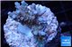 Acropora purple blue Indonesia 2-4 cm WYSIWYG acclimaté