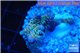 Acropora rainbow Indonesia 2-3 cm WYSIWYG acclimaté