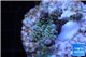 Acropora rainbow Indonesia 2-3 cm WYSIWYG acclimaté