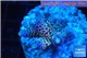 Acropora pink purple Indonesia 2-4 cm WYSIWYG acclimaté