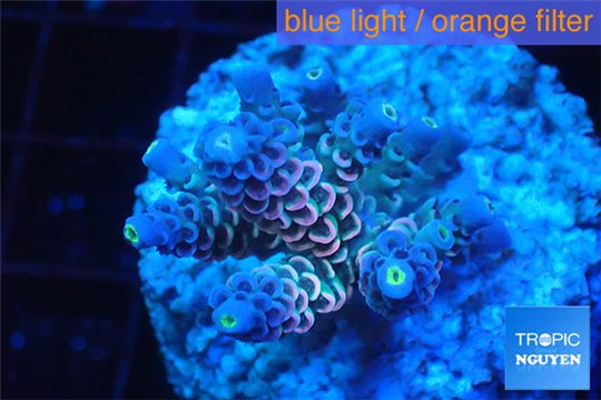 Acropora pink purple Indonesia 2-4 cm WYSIWYG acclimaté