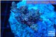 Acropora pink Indonesia 2-4 cm WYSIWYG acclimaté