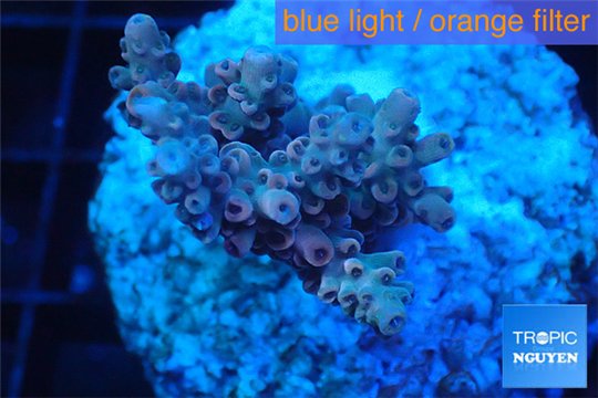 Acropora pink Indonesia 2-4 cm WYSIWYG acclimaté