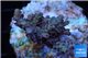 Acropora pink Indonesia 2-4 cm WYSIWYG acclimaté