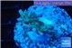 Acropora purple gold Indonesia 2-3 cm WYSIWYG acclimaté