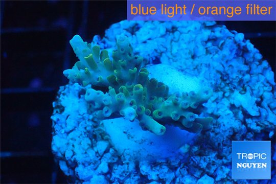 Acropora purple gold Indonesia 2-3 cm WYSIWYG acclimaté
