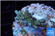 Acropora purple gold Indonesia 2-3 cm WYSIWYG acclimaté