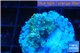 Acropora purple gold Indonesia 2-3 cm WYSIWYG acclimaté