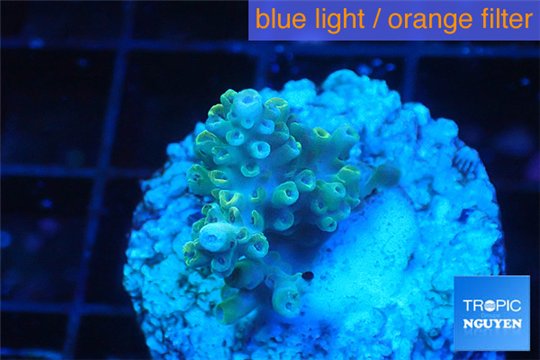 Acropora purple gold Indonesia 2-3 cm WYSIWYG acclimaté