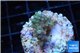 Acropora purple gold Indonesia 2-3 cm WYSIWYG acclimaté