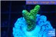 Acropora gold Indonesia 2-3 cm WYSIWYG acclimaté