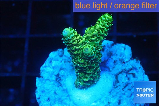 Acropora gold Indonesia 2-3 cm WYSIWYG acclimaté