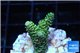 Acropora gold Indonesia 2-3 cm WYSIWYG acclimaté