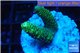 Acropora gold Indonesia 2-3 cm WYSIWYG acclimaté