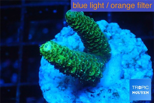 Acropora gold Indonesia 2-3 cm WYSIWYG acclimaté