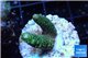 Acropora gold Indonesia 2-3 cm WYSIWYG acclimaté