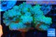Pocillopora green & pink Indonesia 7-10 cm WYSIWYG acclimaté