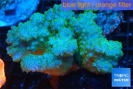 Pocillopora green & pink Indonesia 7-10 cm WYSIWYG acclimaté