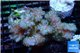 Pocillopora green & pink Indonesia 7-10 cm WYSIWYG acclimaté