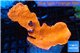 Montipora capricornis red 4-6 cm WYSIWYG acclimaté