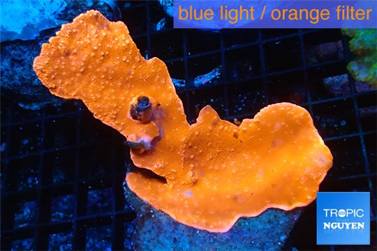 Montipora capricornis red 4-6 cm WYSIWYG acclimaté