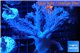 Cespitularia blue 4-8 cm WYSIWYG acclimaté
