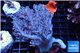 Cespitularia blue 4-8 cm WYSIWYG acclimaté