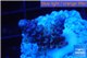 Acropora purple blue Indonesia 1-3 cm WYSIWYG acclimaté
