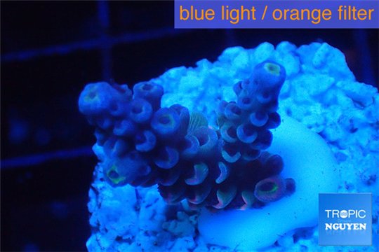 Acropora purple blue Indonesia 1-3 cm WYSIWYG acclimaté