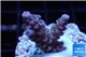 Acropora purple blue Indonesia 1-3 cm WYSIWYG acclimaté
