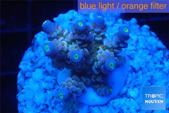 Acropora rainbow Indonesia 2-4 cm WYSIWYG acclimaté