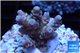 Acropora rainbow Indonesia 2-4 cm WYSIWYG acclimaté