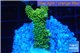Acropora gold Indonesia 2-3 cm WYSIWYG acclimaté