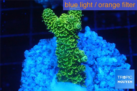 Acropora gold Indonesia 2-3 cm WYSIWYG acclimaté
