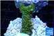 Acropora gold Indonesia 2-3 cm WYSIWYG acclimaté