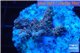 Acropora pink Indonesia 2-4 cm WYSIWYG acclimaté