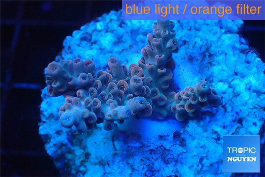 Acropora pink Indonesia 2-4 cm WYSIWYG acclimaté