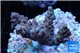 Acropora pink Indonesia 2-4 cm WYSIWYG acclimaté