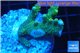 Acropora gold Indonesia 2-4 cm WYSIWYG acclimaté