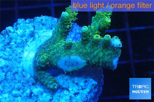 Acropora gold Indonesia 2-4 cm WYSIWYG acclimaté