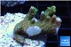 Acropora gold Indonesia 2-4 cm WYSIWYG acclimaté