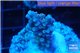 Acropora pink Indonesia 2-3 cm WYSIWYG acclimaté