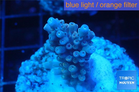 Acropora pink Indonesia 2-3 cm WYSIWYG acclimaté