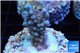 Acropora pink Indonesia 2-3 cm WYSIWYG acclimaté