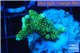 Acropora gold Indonesia 2-4 cm WYSIWYG acclimaté