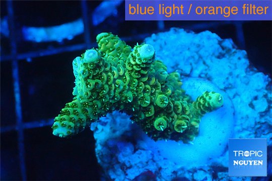 Acropora gold Indonesia 2-4 cm WYSIWYG acclimaté