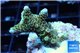 Acropora gold Indonesia 2-4 cm WYSIWYG acclimaté